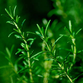 Rosemary essential oil, certified organic